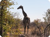 Namibia Discovery-0177